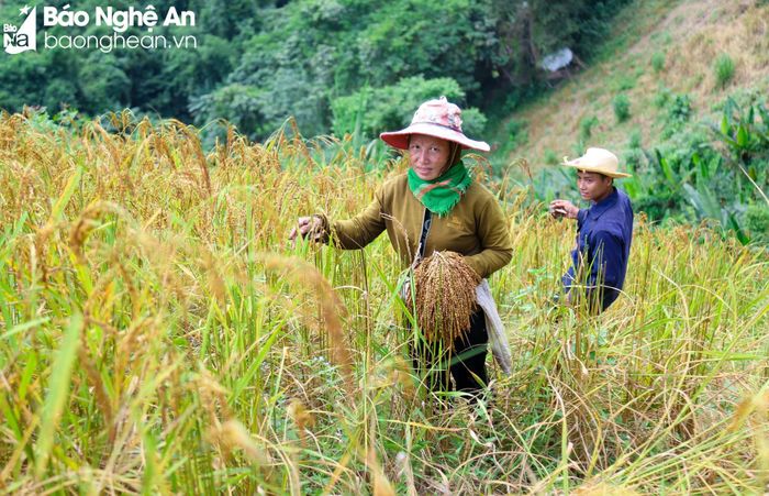 Lúa rẫy cũng khá thất thường, năm được năm mất. Năm nay, nạn chuột phá khiến một số nông dân làm lúa rẫy ở xã Nhôn Mai, huyện Tương Dương mất trắng. Ngoài ra, đất ngày một bạc màu cũng là nguyên nhân khiến năng suất lúa rẫy giảm sút. Ảnh: Đình Tuyên