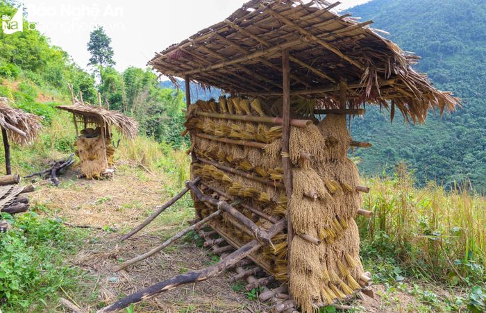 Trong thời gian qua, diện tích lúa rẫy đã sụt giảm do thế hệ trẻ ngày nay không còn nhiều người ưa làm rẫy. Họ chủ yếu tìm đến những ngành nghề khác có thu nhập khả quan hơn. Nhưng có lẽ việc xóa bỏ tập quán làm lúa rẫy thì vẫn cần một thời gian dài bởi đây vẫn là nguồn lương thực chính của nhân dân nhiều xã, bản ở miền núi Nghệ An. Ảnh: Hữu Vi