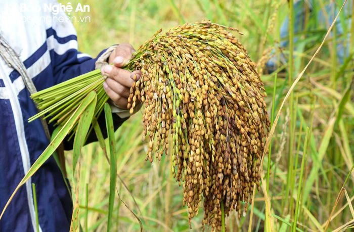 Lúa rẫy thường là những giống lúa nếp, hạt to tròn. Ảnh: Đình Tuyên