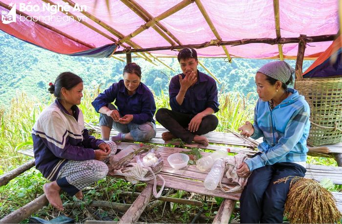 Dù là lối canh tác đã trở nên lạc hậu, nhưng ở nhiều địa bàn đồi núi cao, lúa rẫy vẫn đang đóng một vai trò quan trọng. Ảnh: Hữu Vi