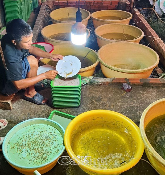 Ngoài các trại sản xuất cua giống, toàn tỉnh còn có 300 cơ sở ươm vèo cua con, phục vụ nhu cầu giống cho người nuôi. Ảnh Phú Hữu.