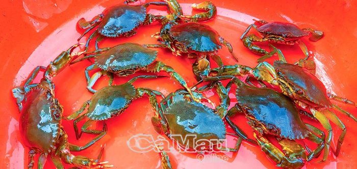 Công nghệ sản xuất giống chưa được quan tâm đúng mức, chất lượng giống thấp, cua nuôi chậm phát triển, có hiện tượng cận huyết, dịch bệnh thường xuyên xảy ra. (Ảnh minh họa)