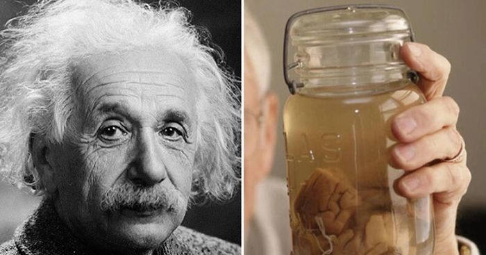 Bộ não của Einstein trở thành tâm điểm của nghiên cứu, nhưng mặc dù có sự khác biệt, các nhà khoa học vẫn chưa thể đưa ra câu trả lời về bí mật của thiên tài.