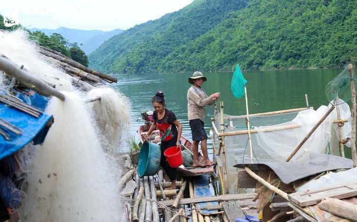  Vốn chỉ quen làm rẫy và hái lượm tự nhiên nơi rừng núi, vì thế khi người Khơ mú ở Phia Òi phát triển kinh tế nhờ sông nước có thể gọi là một nét mới đối với cộng đồng này. Ảnh: Đình Tuyên 