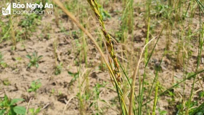 Cây lúa héo khô, hạt đen và lép chiếm phần lớn. Ảnh: Hoài Thu