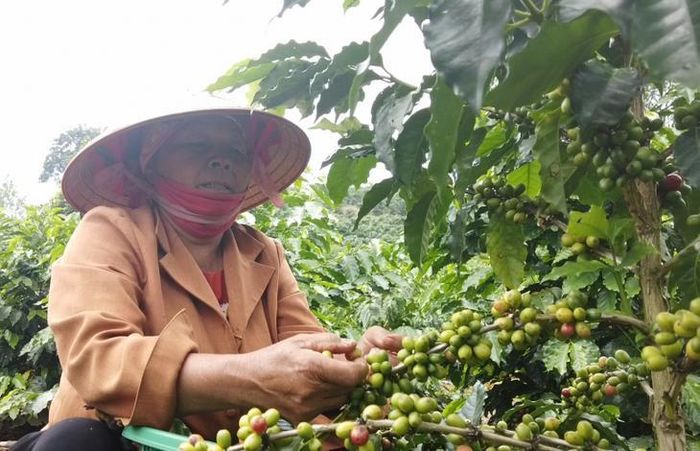 Mùa thu hoạch cà phê đang diễn ra tại nhiều địa phương.