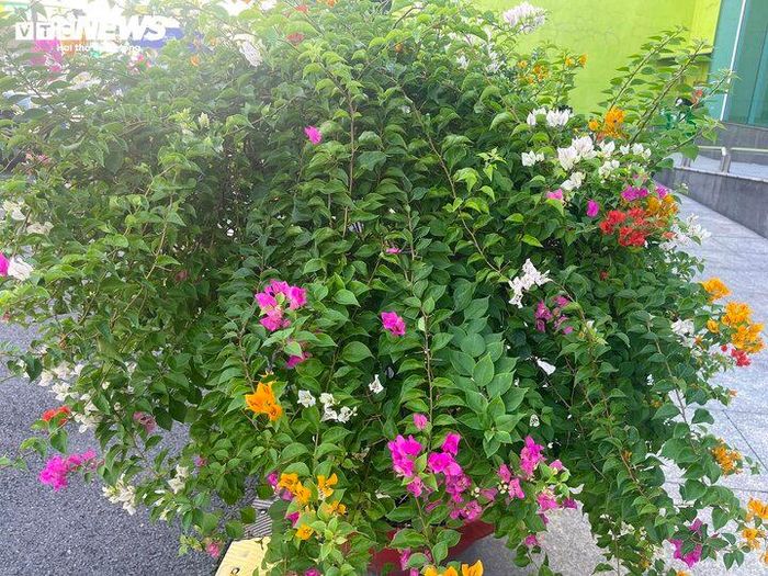 Hoa giấy có nhiều màu sắc khác nhau, được ưa trồng trước nhà.