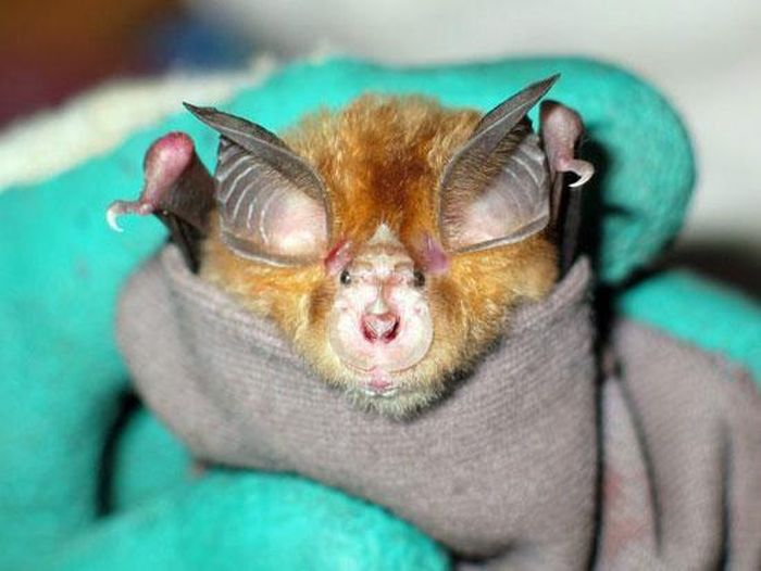 Loài dơi móng ngựa khác có tên là Rhinolophus Simulator. Nhìn kích thước về hình dáng bên ngoài thì dơi Rhinolophus Simulator rất giống với Rhinolophus Blasii, tuy nhiên về cấu trúc mũi của chúng, chính xác đó là tần số định vị tiếng vang hoàn toàn khác nhau.