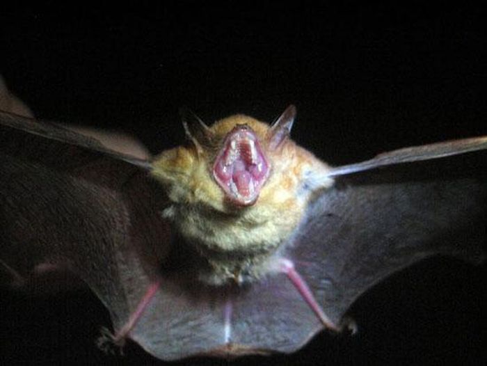 Con dơi ba màu Myotis, một loài dơi sống phổ biến ở vùng đồng cỏ khắp Châu Phi, đang nhe bộ nanh gớm ghiếp của nó trước ống kính máy ảnh.