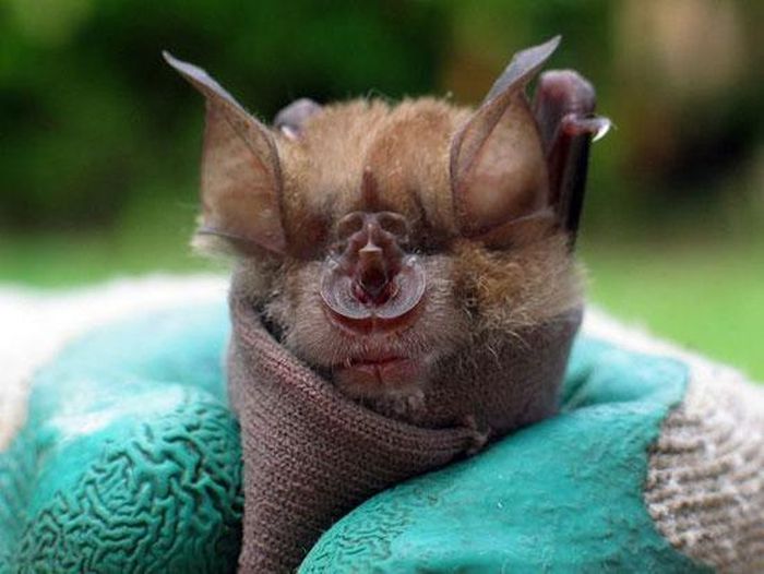 Rhinolophus clivosus là loài dơi lớn hơn và có số lượng cá thể nhiều hơn dơi R. blasii và R. simulator. Loài dơi này thường kiếm ăn ở những khu vực rộng lớn và các vùng thảo nguyên.