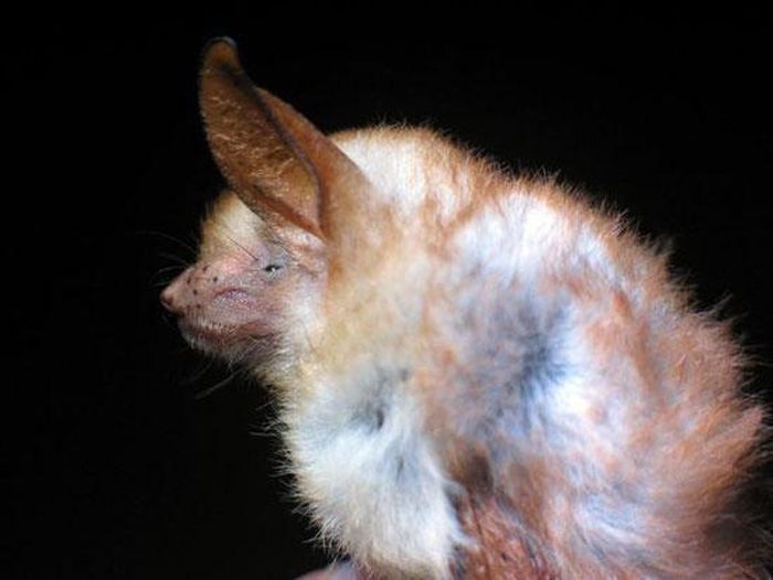 Con vật “xấu xí” này là một loài rơi vô cùng hiếm, có tên là Myotis Welwitschii. Việc tìm thấy loài dơi này thực sự là một kì tích.