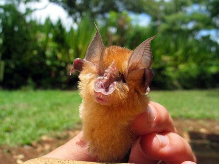 Tiếp tục là một con dơi móng ngựa Rhinolophus simulator, được tìm thấy ở vùng rừng thấp.