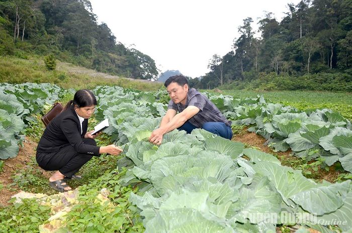 Giám đốc HTX Nông nghiệp và dịch vụ Khâu Tinh kiểm tra diện tích bắp cải chuẩn bị thu hoạch.