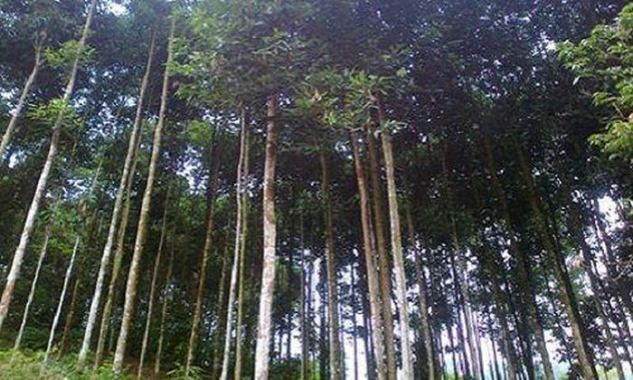 Cây quế của Việt Nam có nhiều giá trị chữa bệnh và kinh tế.