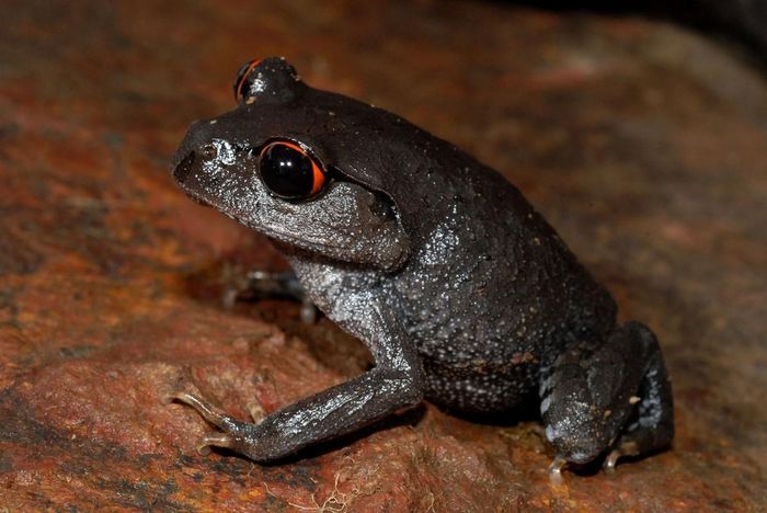 Cóc mày mắt đỏ (Leptobrachium pullum). Khu vực phân bố ở Tây Nguyên, là loài đặc hữu Việt Nam