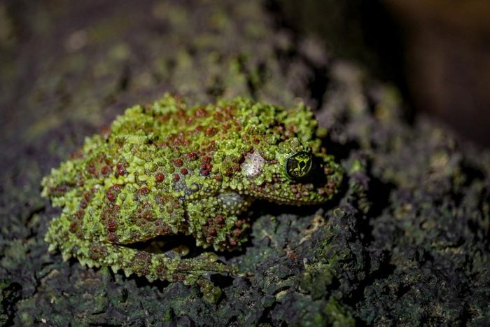 Ếch cây sần Bắc Bộ (Theloderma corticale). Khu vực phân bố ở một số khu rừng rậm ở miền Bắc Việt Nam