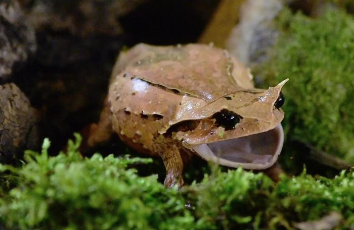 Cóc mày trung gian (Brachytarsophrys intermedia). Khu vực phân bố ở Quảng Bình, Thừa Thiên Huế, Kon Tum, Gia Lai, Đắk Lắk, Lâm Đồng, Khánh Hòa, Đồng Nai.