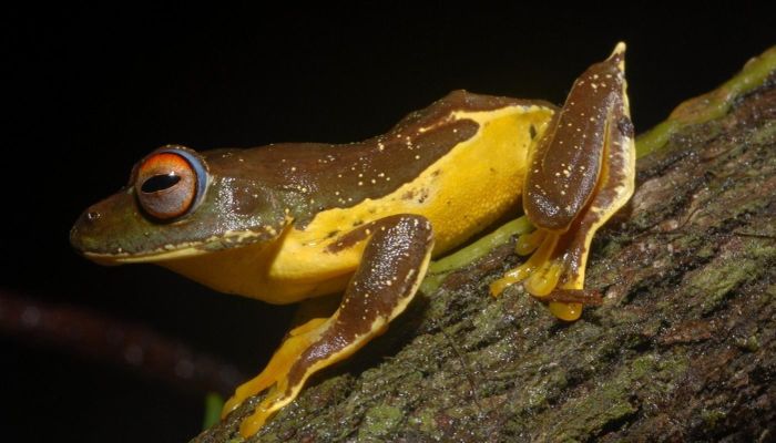 Ếch cây cựa (Rhacophorus calcaneus). Khu vực phân bố ở một số khu rừng thường xanh độ cao 1.300–2.000 ở Tây Nguyên, là loài đặc hữu Việt Nam