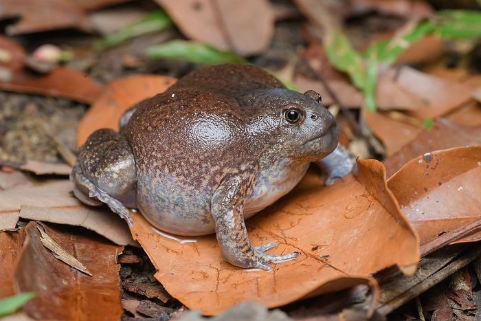 Nhái lưỡi (Glyphoglossus molossus). Khu vực phân bố ở Đồng bằng sông Cửu Long