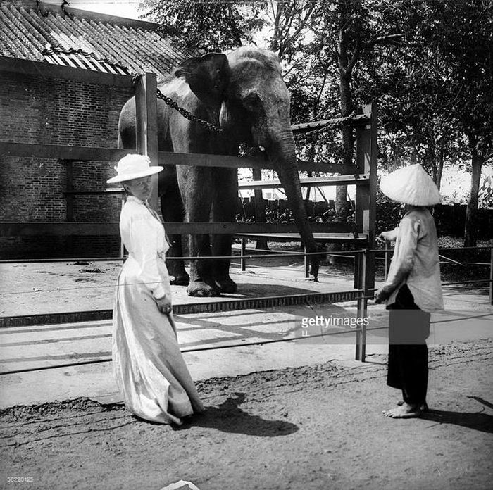 Khách đến xem voi