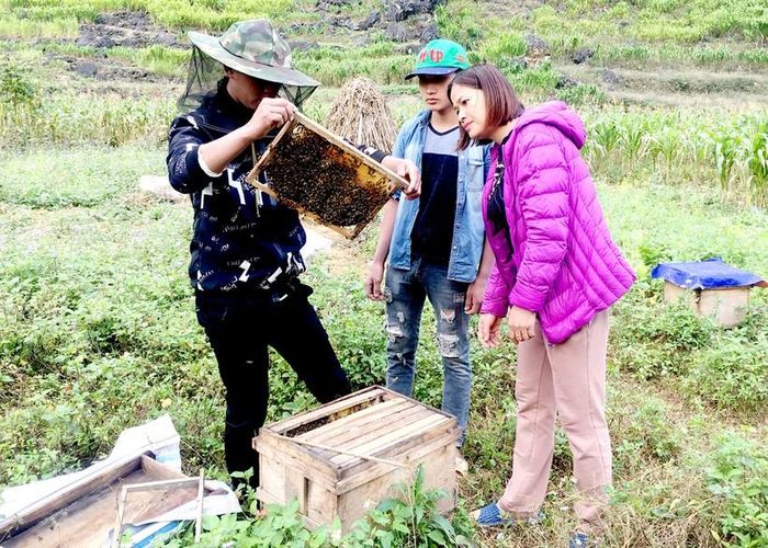 Nông dân huyện Mèo Vạc nuôi ong bạc hà cho thu nhập cao. Ảnh: Kim Tiến