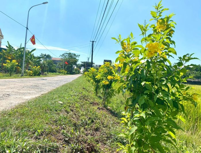 Bức tranh nông thôn mới Hải Đông rực rỡ sắc màu. Ảnh: Thu Hằng