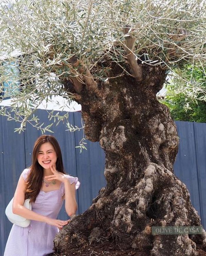 Baifern chọn mua cây olive này hồi đầu năm nay tại nhà vườn.