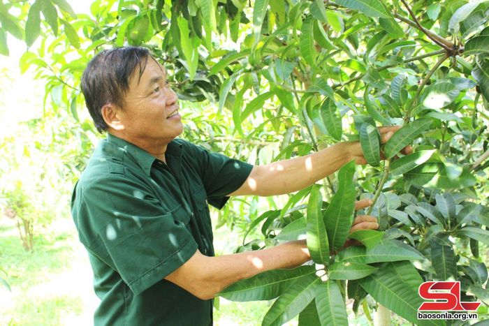 Thành viên HTX chăm sóc diện tích cây ăn quả.