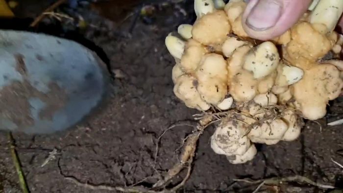 Bông nấm Mộc Bá Huê