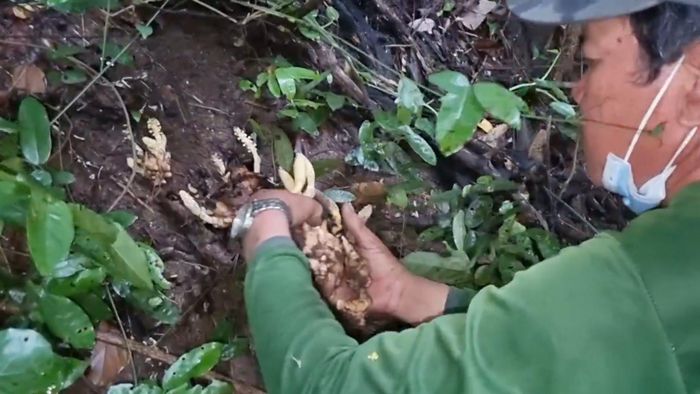 Tìm được nấm Mộc Bá Huê cạnh những tảng đá rừng