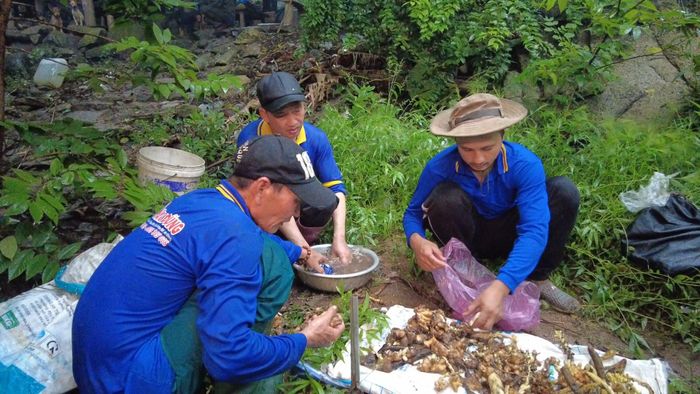 Mộc Bá Huê sau khi thu lượm được rửa sạch trước khi đem về nơi tập kết bào chế thuốc