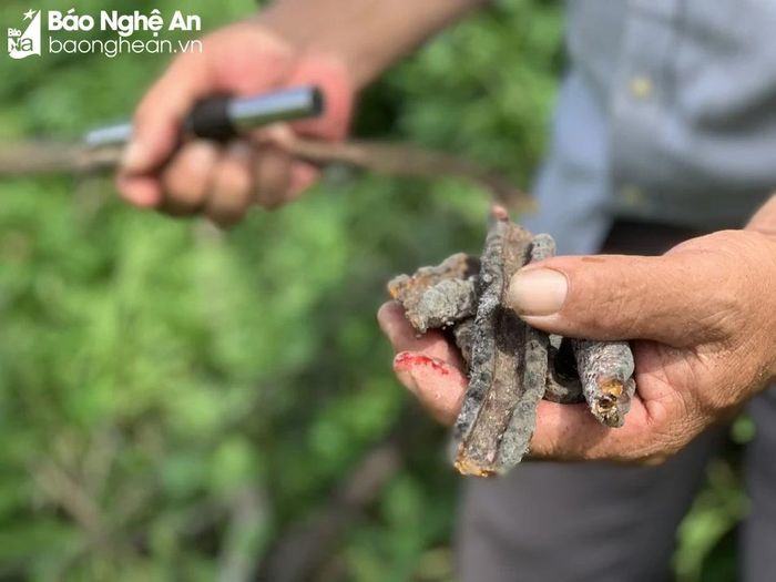  Nuôi cánh kiến đỏ lấy nhựa là nghề truyền thống ở nhiều xã vùng cao của huyện Kỳ Sơn. Ảnh: Phú Hương 