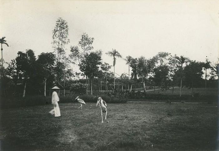 Các loại chim lớn