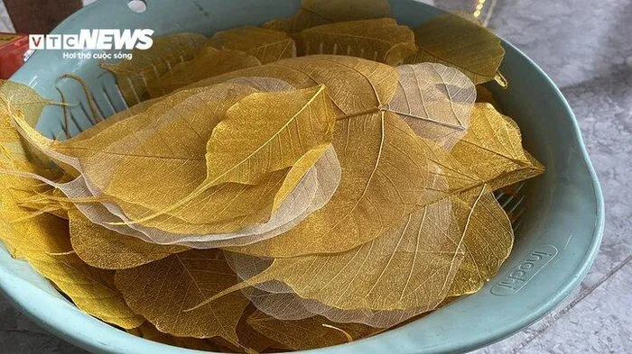 Lá bồ đề có nhiều loại, có những lá thuôn dài hình bầu dục, phù hợp để trong ốp điện thoại, treo trên ô tô, hoặc đặt trong các khung tranh nhỏ. Mẫu lá thuần Việt Nam có hình tròn hơn, đuôi lá ngắn hơn, phù hợp để làm những bức tranh xếp thành vòng tròn. 