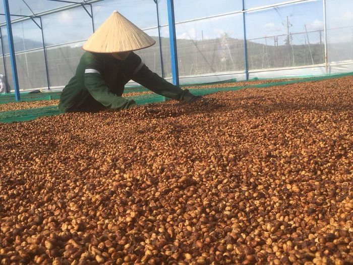 Nhiều doanh nghiệp xuất khẩu cà phê chủ động xây dựng vùng nguyên liệu đạt chuẩn.