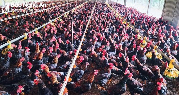  Gà trống cũng được các trang trại, gia trại tập trung tăng đàn, vào đàn để phục vụ thị trường cuối năm. Ảnh: T.P 