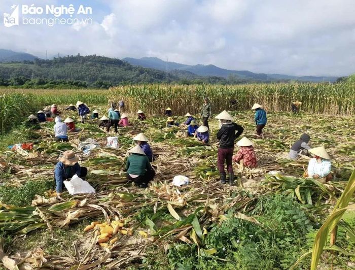  Người dân thôn Bãi Sở giúp đỡ gia đình khó khăn thu hoạch ngô. Ảnh: H.T 