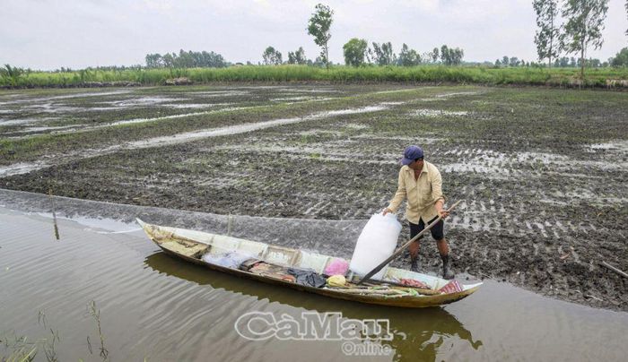 Hộ ông Lê Văn Hòa đang rào lưới bao quanh ruộng lúa để chuột và cá không ăn lúa. Ảnh chụp ngày 27/9.