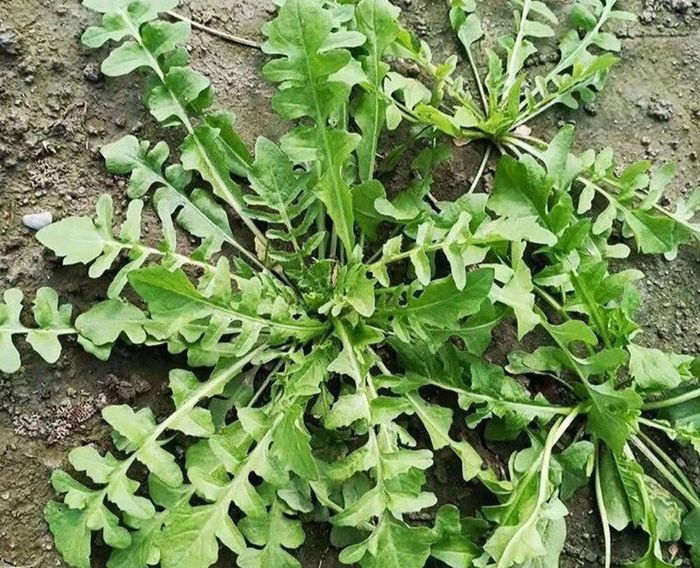 Rau tề thái có gì đặc biệt mà được ca ngợi là 'cỏ tiên' dưỡng nhan ...