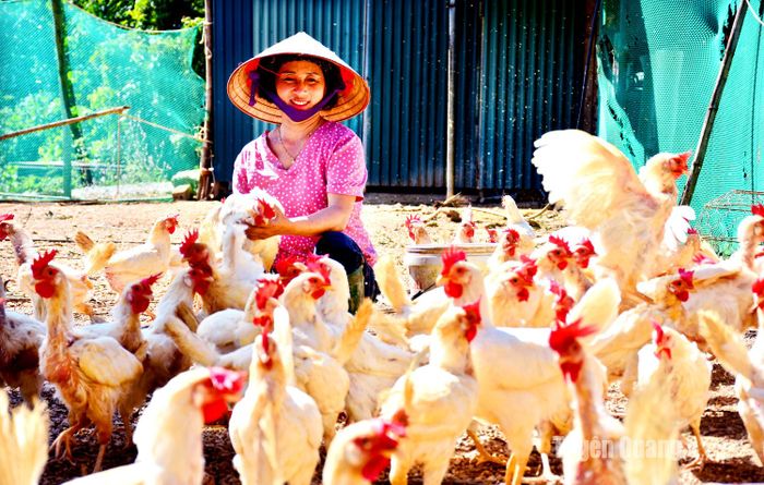 Mô hình phát triển kinh tế từ nuôi gà đẻ trứng và nuôi trâu của gia đình chị Nguyễn Thị Thắm, thôn Tân Trào, xã Hợp Hòa cho thu nhập hàng năm gần 200 triệu đồng.