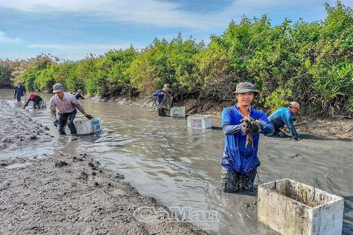 Thu hoạch tôm càng tại hộ ông Huỳnh Minh Hoàng.