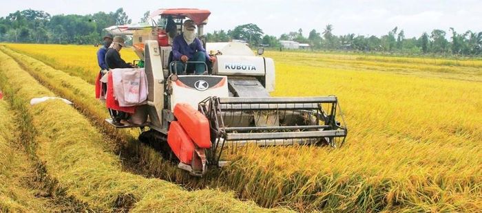  Lúa vụ xuân 2023 đạt năng suất, sản lượng vượt trội so với năm 2022. Ảnh tư liệu 