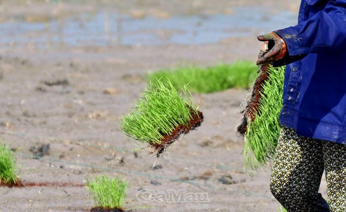 Từ những khay mạ, những thợ cấy tiến hành “rẽ” mạ, thuận tiện cho việc cấy.