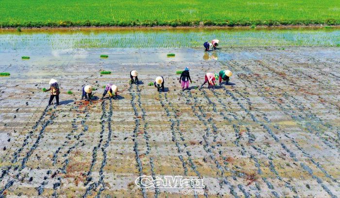 Năm nào cũng vậy, đến vụ mùa đông xuân (vụ 2), các thợ cấy tựu về Trại giống cây Nông - Lâm nghiệp (Khu 1), xã Khánh Lâm (huyện U Minh), làm cho không khí nơi xứ rừng rộn vui với các hoạt động nhà nông.