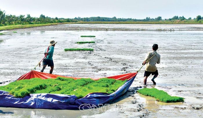 Mạ được di chuyển xuống mặt ruộng để cấy.