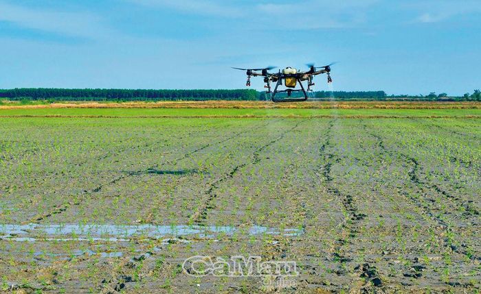 Mạ sau khi cấy vài ngày sẽ được phun thuốc giúp bộ rễ và lá mạ phát triển tốt.