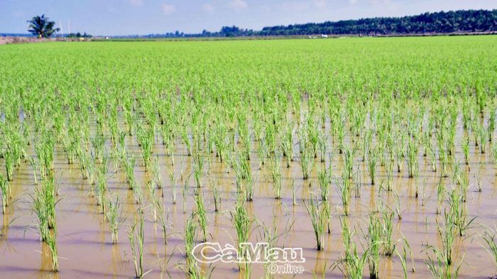 Những diện tích đất cấy trước đó đã phát triển tốt, tiến hành cho nước vào ruộng theo tốc độ phát triển của cây lúa.