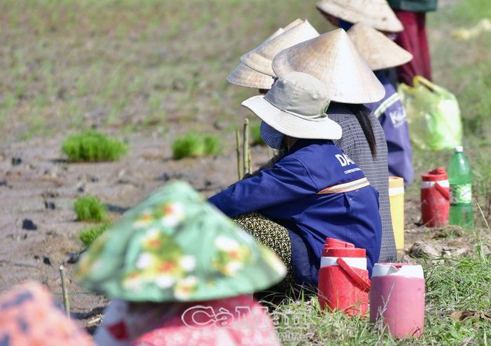Phút nghỉ ngơi ban trưa của những thợ cấy.