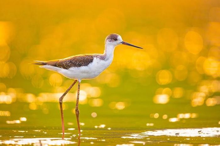 Chúng im lìm kiếm ăn dưới ánh nắng chiều đang xuống