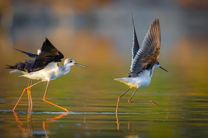 Ba chú chim cà kheo trên hồ nước ở Đà Nẵng
